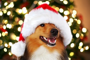 dog-christmas-gifts