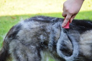 shedding-blade-brushing