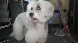 14457266_1219621384764374_2895545352655854526_n