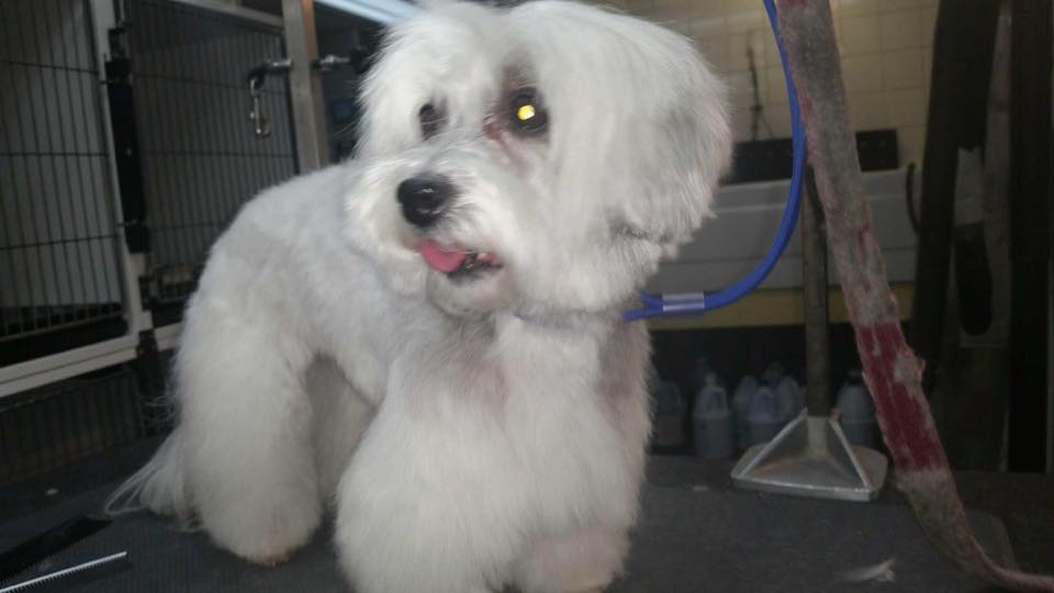 Grooming Jane Fonda’s Coton de&nbsp;Tulear!